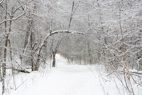 Fotografie Forest in winter is completely frozen in russia