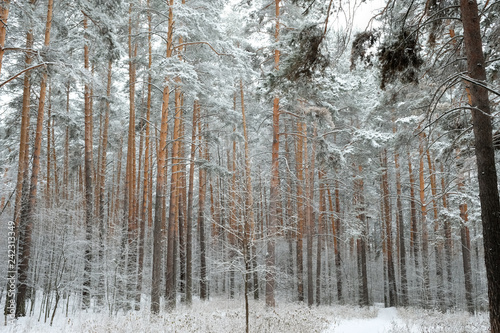 Forest in winter is completely frozen in russia. Temperature is -30°C and everything is white and slow.