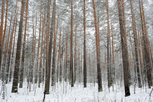 Forest in winter is completely frozen in russia. Temperature is -30°C and everything is white and slow.
