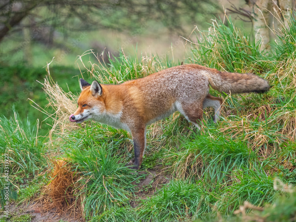 Fototapeta premium Red fox (Vulpes vulpes) on a grass background