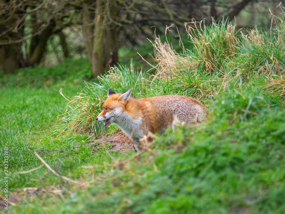 Obraz premium Red fox (Vulpes vulpes) on a grass background