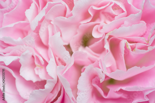 pink carnation on white