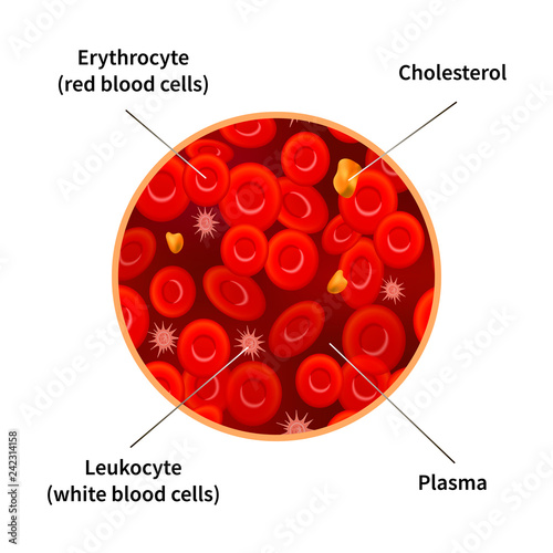 Blood composition infographic with erythrocytes, white blood cells, cholesterol and plasma on white