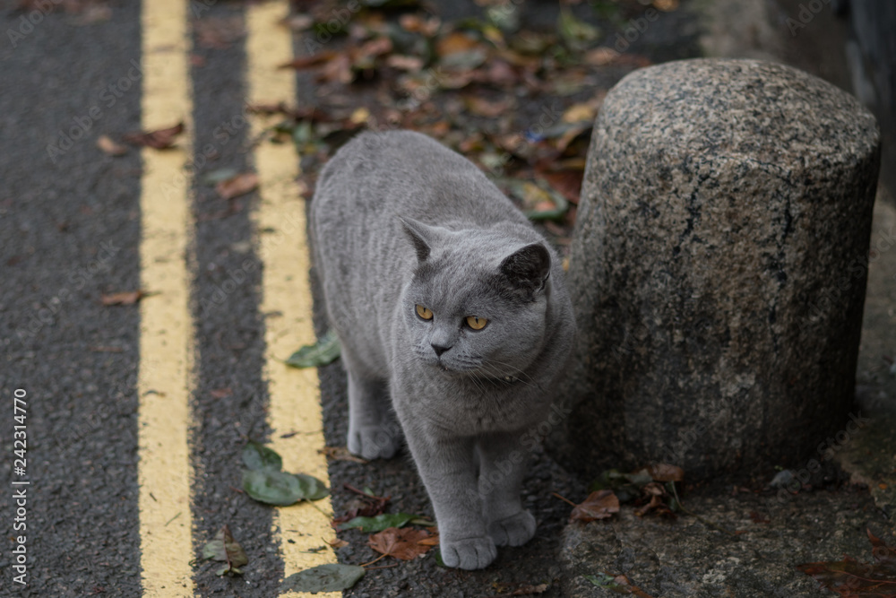 Beautiful grey cat out for a stroll Beautiful grey cat out for a stroll