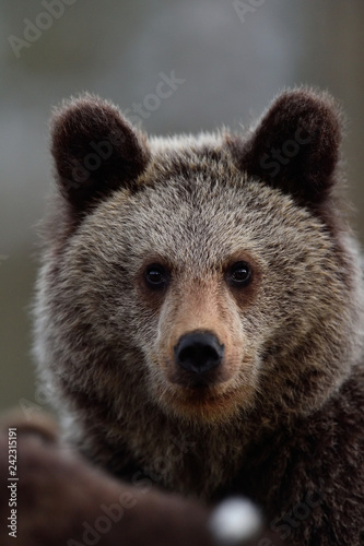 bear cub portrait