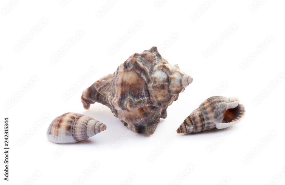 Exotic sea shells isolated on white background Exotic sea shells isolated on white background