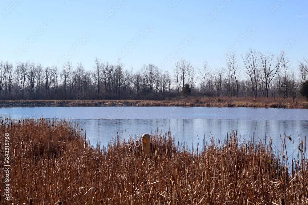 A view of the peaceful lake over the reed and cattail. 