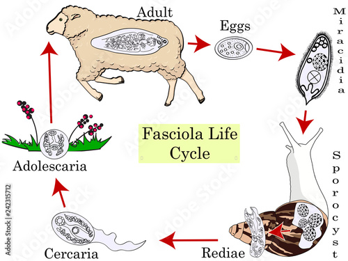 The life cycle of fascioliasis. Medical Education Chart of Biology Diagram. Vector. Front aspect table on white background for basic medical education