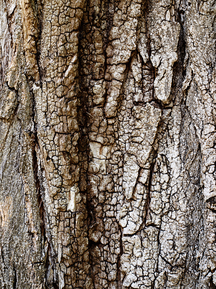 Fototapeta premium Baum Rinde Textur 