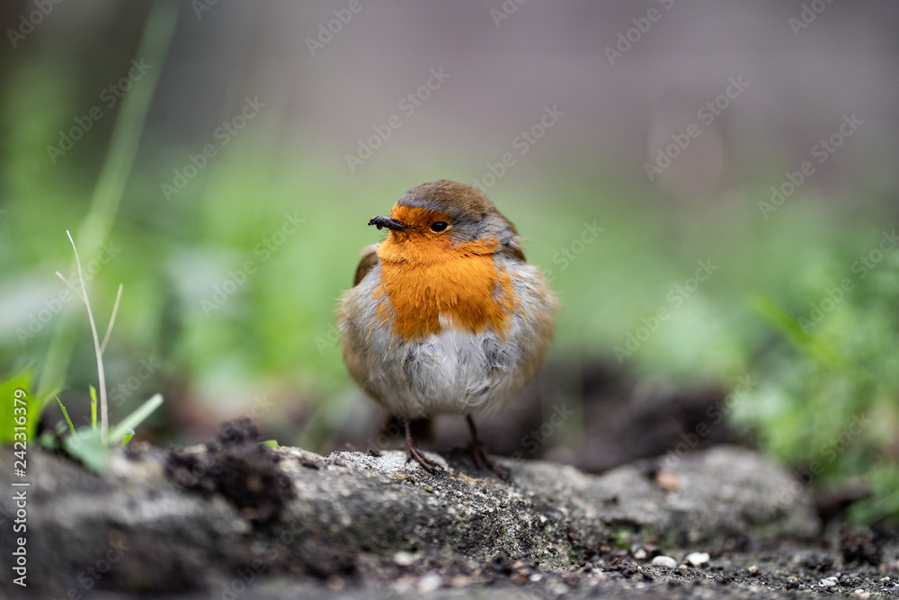 Robin in Garden Robin in Garden