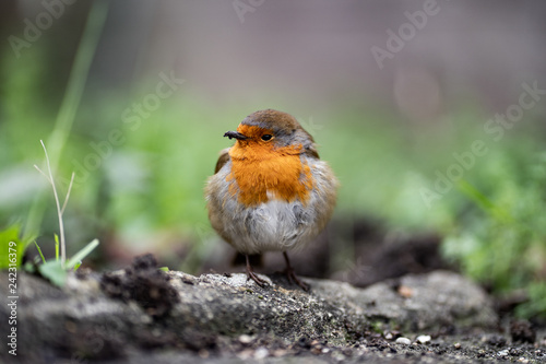 Robin in Garden © sophie