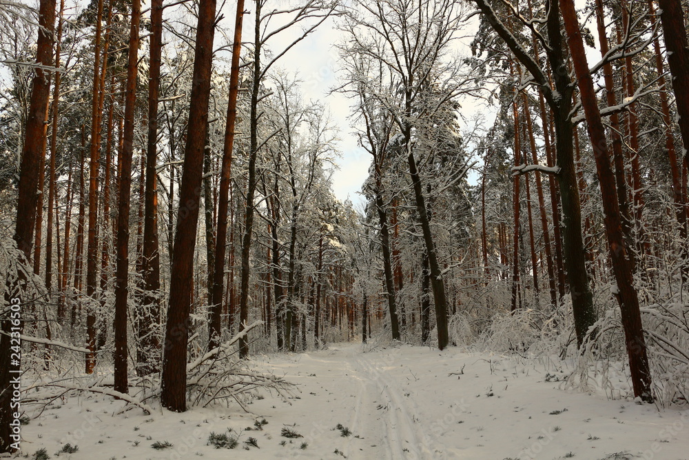 winter landscape with trees and snow winter landscape with trees and snow