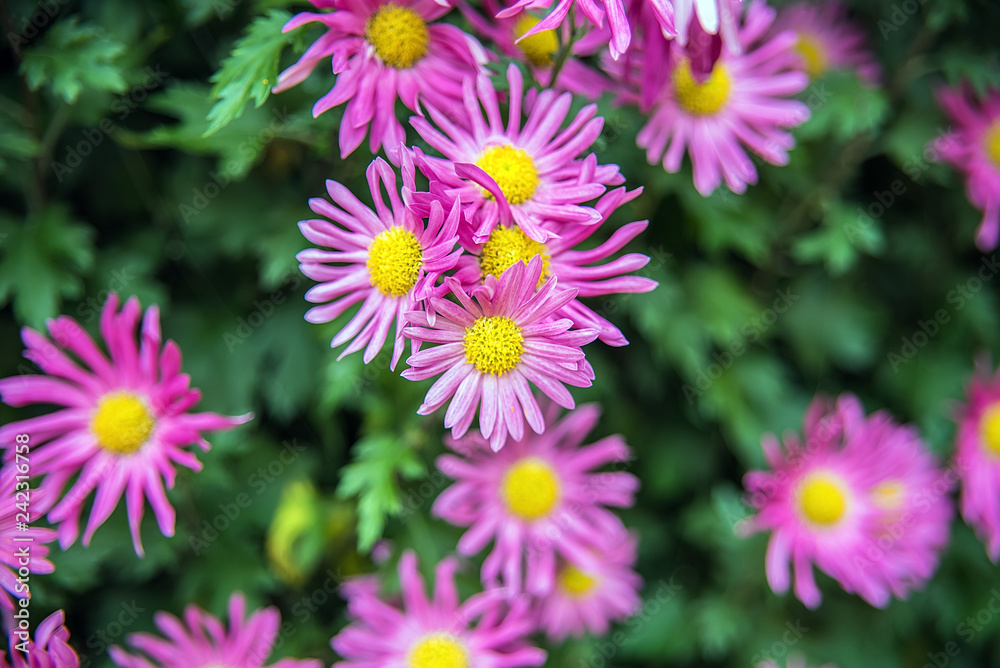 Purple chrysanthemum/Hazy dreamy flower background Purple chrysanthemum/Hazy dreamy flower background