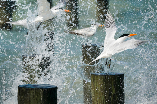 Tern Launch