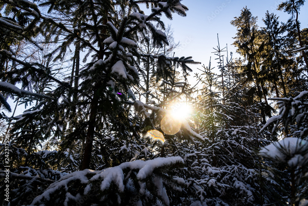 Obraz premium Winter theme photo of sunny snowy landscape. Snow covered fir trees in forest. Selective focus.