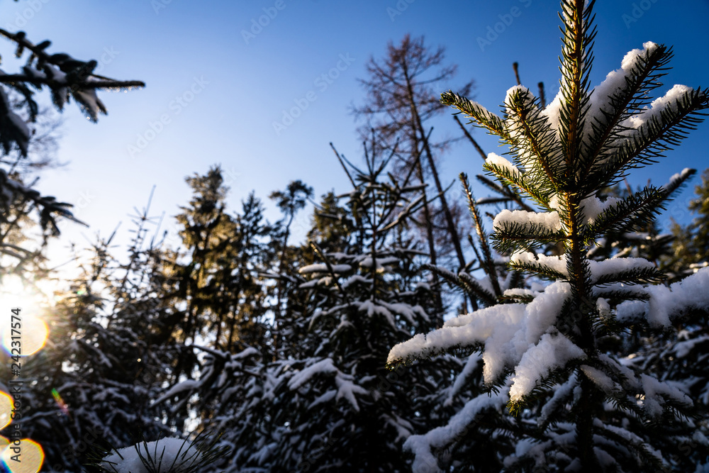 Obraz premium Winter theme photo of sunny snowy landscape. Snow covered fir trees in forest. Selective focus.