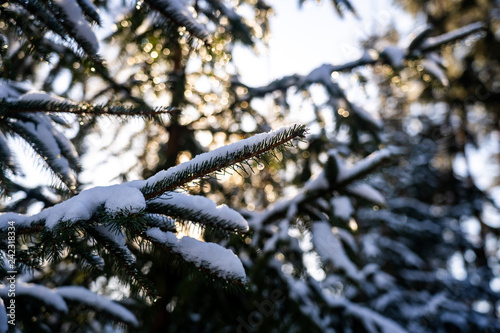 Winter themed photo of sunny snowy landscape. Snow covered fir trees in forest. Selective focus.
