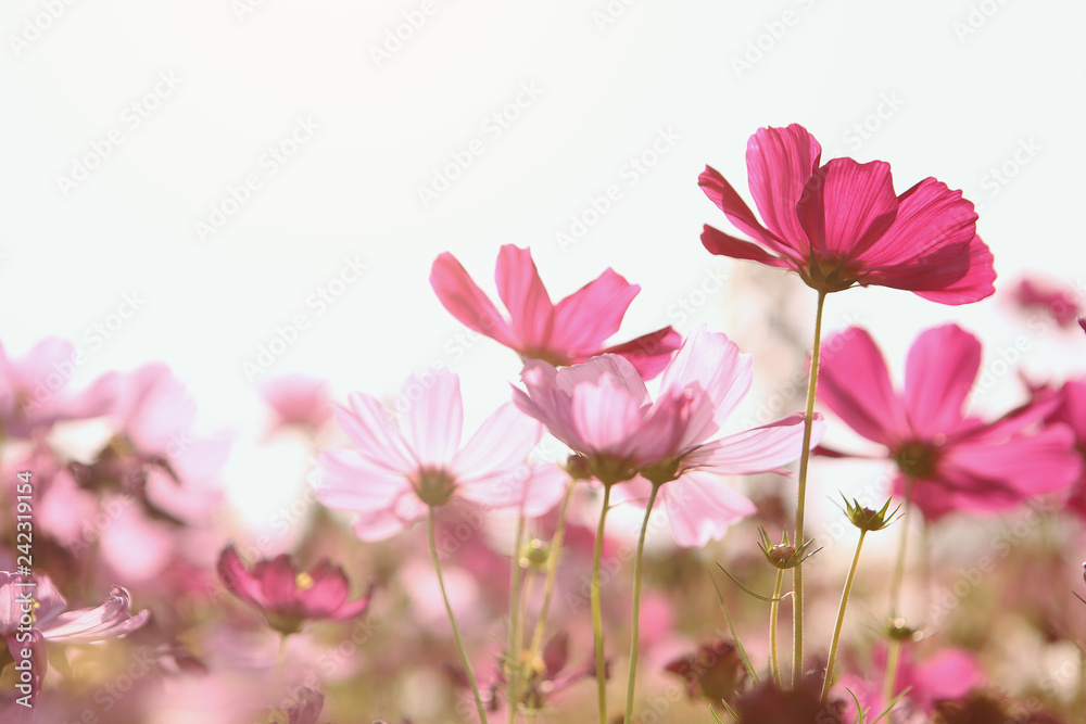 Pink cosmos flowers that are blooming in the morning sun Pink cosmos flowers that are blooming in the morning sun