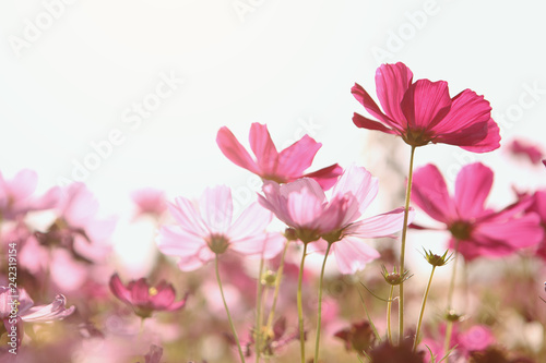Pink cosmos flowers that are blooming in the morning sun
