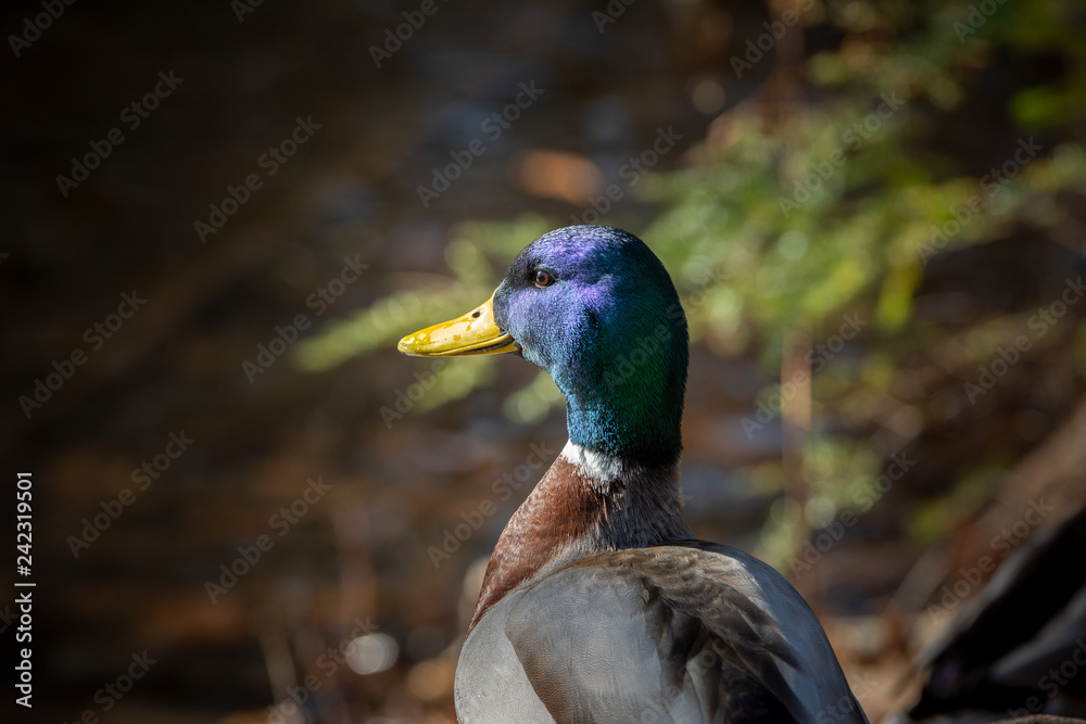 Obraz premium Mallard ducks sunning themselves in the winter on a wooded embankment in Brunswick, Maine 