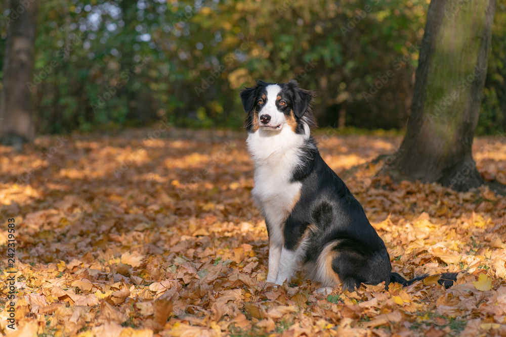 Beautiful Australian Shepherd Dog at Autumn Park or Forest. Close up Portrait of Happy Aussie puppy 10 months old - enjoy playing at park Outdoors.