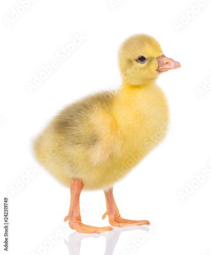 Cute little newborn fluffy gosling. One young yellow baby goose isolated on a white background. Nice geese big bird.