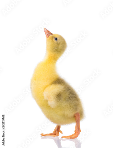 Cute little newborn fluffy gosling. One young yellow baby goose isolated on a white background. Nice geese big bird.