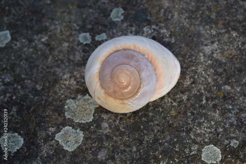 spiral seashell on stone