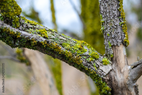 Detail marco view of a tree bark covered with green moss and blurred background - concept close up weathered trunk branch season nature natural environment forest wood park flora outdoor landscape