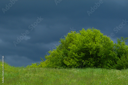 campo con albero e cielo nuvoloso in Primavera