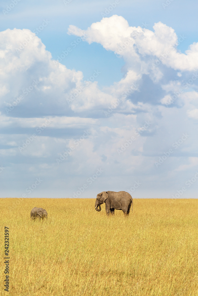Elephant grazing in the savannah with its calf Elephant grazing in the savannah with its calf