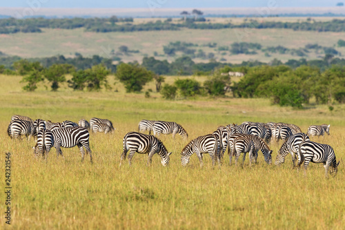 Flock of Zebras grazing grass