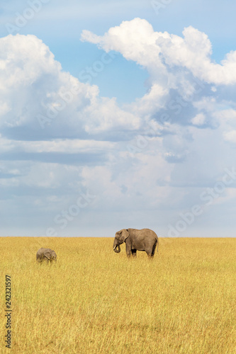 Elephant grazing in the savannah with its calf