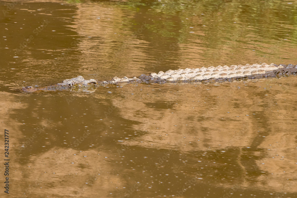 Fototapeta premium Crocodiles in a African river