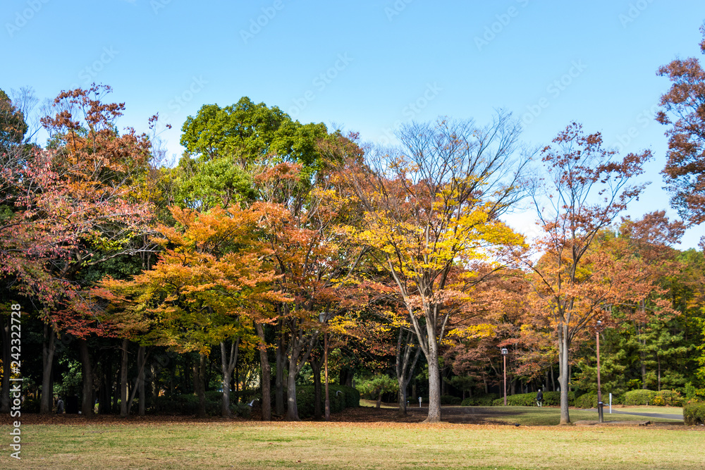 Autumn leaves in Tama Central Park / Tama  City, Tokyo, Japan