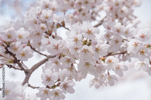 Somei yoshino sakura.