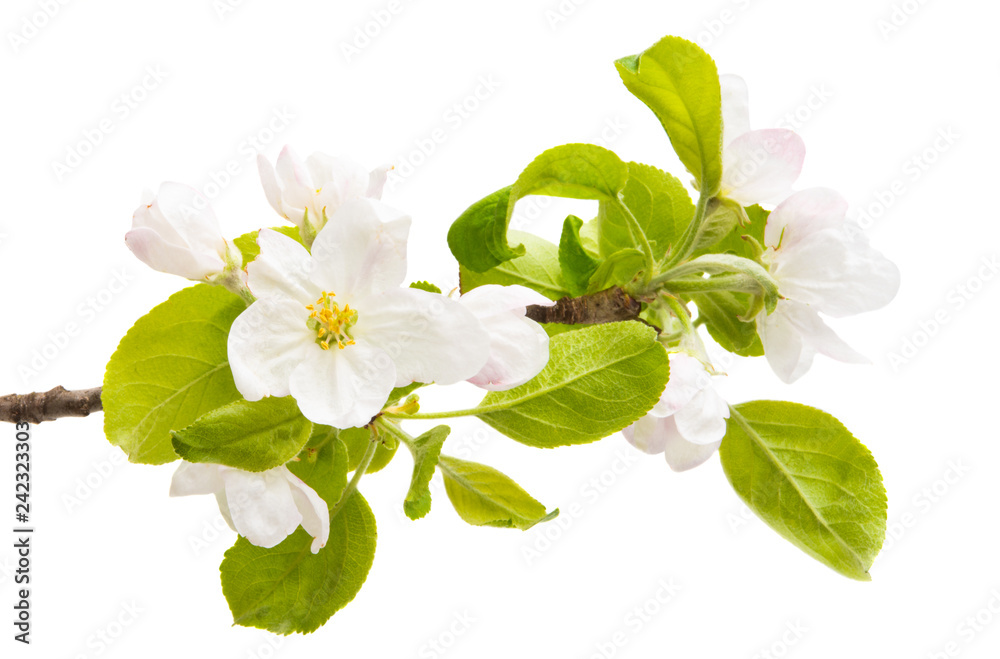 Obraz premium apple flowers isolated