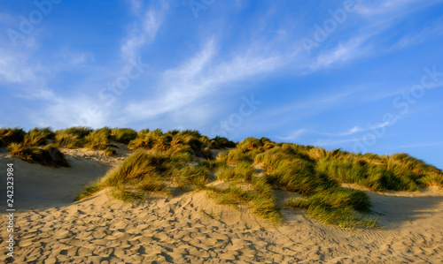 Close up on Camber Sands Beach dune  East Sussex  U.K