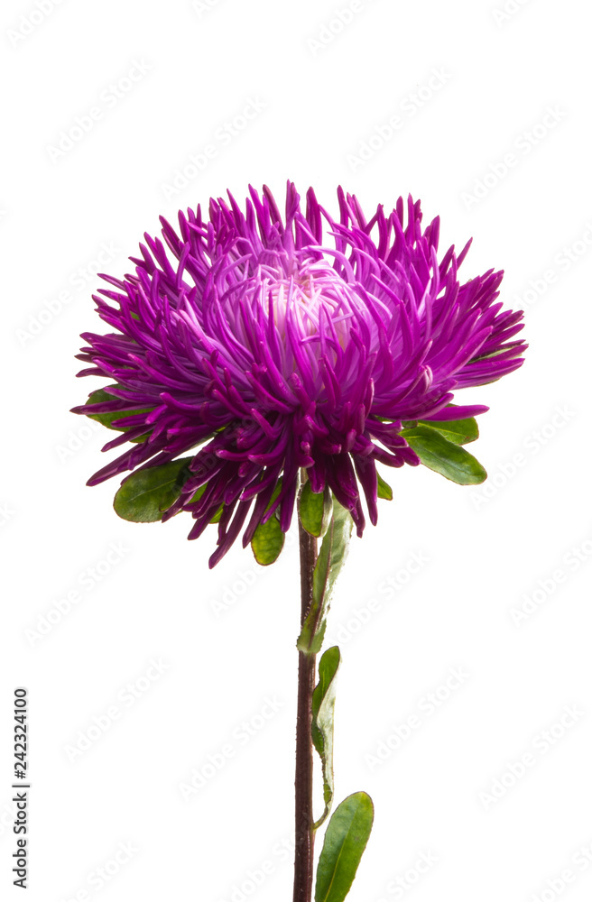 aster flower isolated aster flower isolated