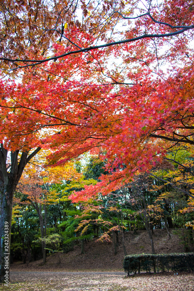 Autumn leaves in Tama Central Park / Tama City, Tokyo, Japan Autumn leaves in Tama Central Park / Tama City, Tokyo, Japan
