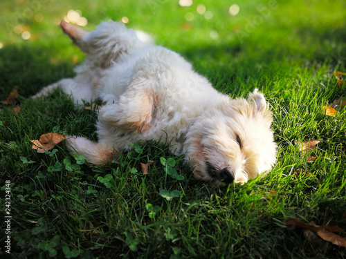 Cute sweet furry dog lying on a grass in a city park