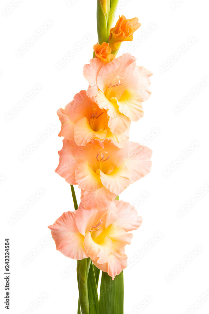 gladiolus flower