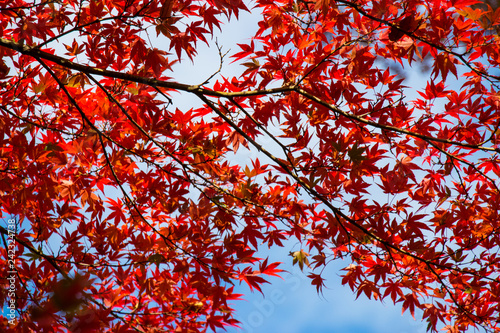 Autumn leaves in Tama Central Park / Tama City, Tokyo, Japan