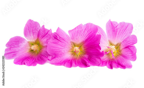 pink mallow flower isolated