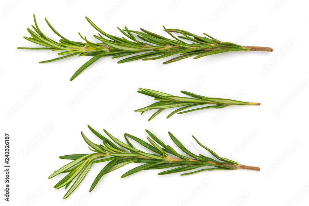 Branches of green rosemary plants