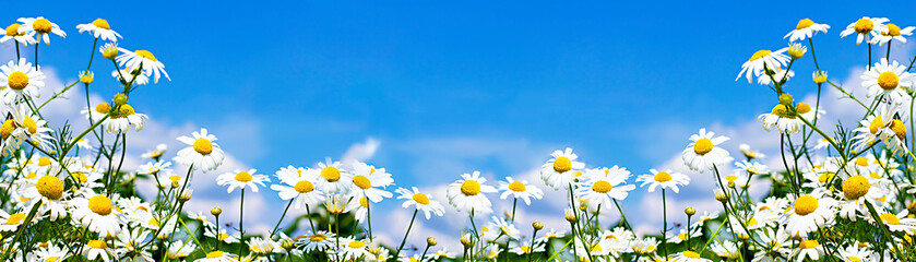 Papier peint photo Marguerites Marguerites blanches vers ciel azur  © plus69