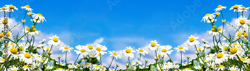 white daisies in the sky