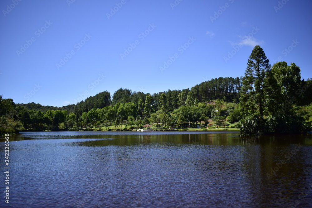 Naklejka premium forest