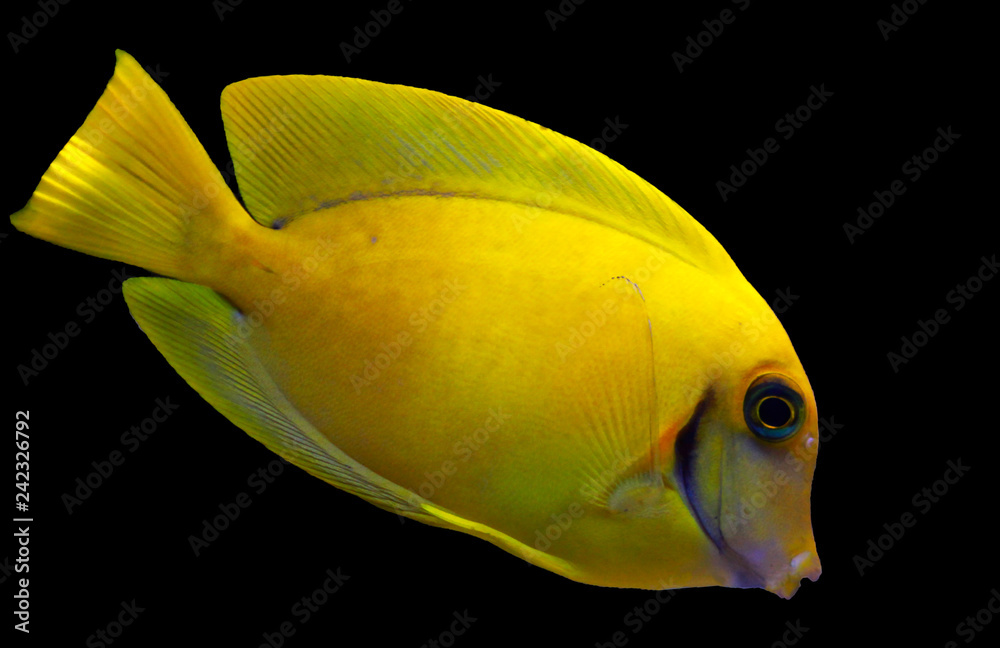Lemon Tang aka Chocolate tang (Acanthurus sp.) Lemon Tang aka Chocolate tang (Acanthurus sp.)