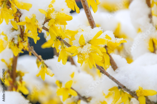 Yellow flowers of the Forsythia covered with snow during early spring photo